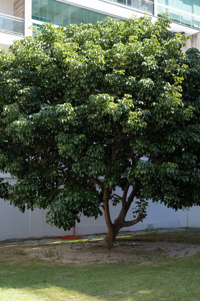 Área verde do Instituto Te Amo, onde acontecem as sessões de ecoterapia em Cabo Frio